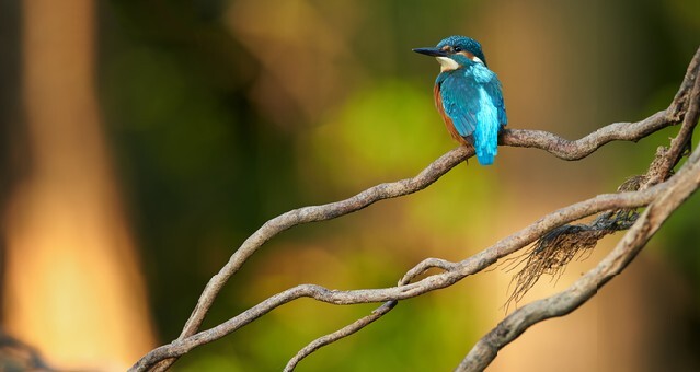 Colorful orange and blue Common Kingfisher